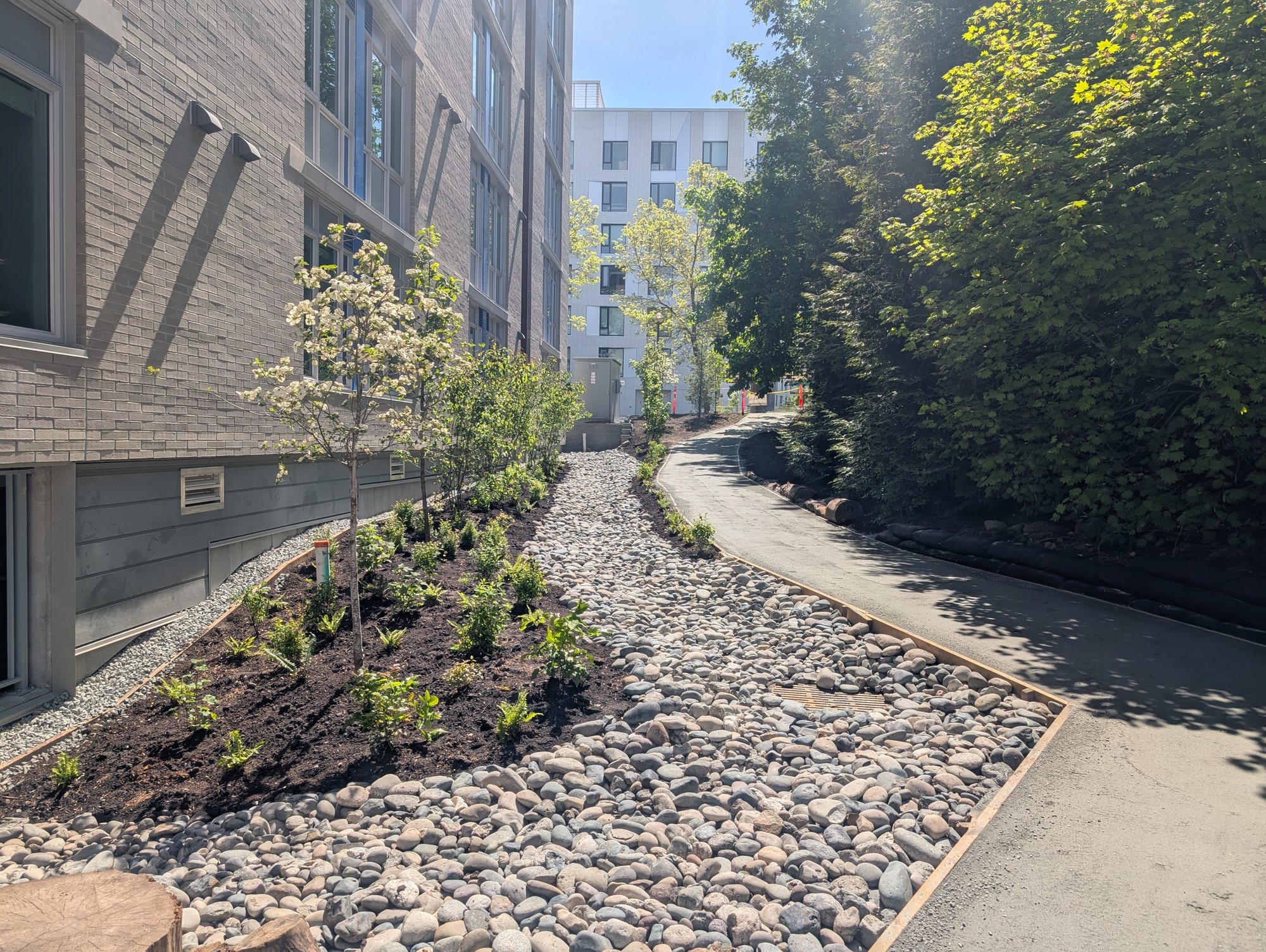 Dry-stacked river rock drainage bed with fresh planting between two buildings